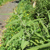 3 dscf0027